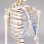 TakeTex 70.8'' Life-Size Human Skeleton Model, Including Anatomical Skeleton Model + Colorful Chart + Cover