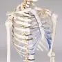 TakeTex 70.8'' Life-Size Human Skeleton Model, Including Anatomical Skeleton Model + Colorful Chart + Cover