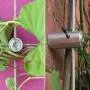 BLIKA 20 Pcs Green Wall Stainless Steel Hubs, Wire Trellis Kits for Climbing Plants, Vines and Green Wall, for 1/8'' Wire Rope Cable BLIKA 20 Pcs Green Wall Stainless Steel Hubs, Wire Trellis Kits for Climbing Plants, Vines and Green Wall, for 1/8'' Wire Rope Cable