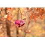 Desert Steel Crab Apple Bird Feeder – All-Weather Metal Yard Art/Bird Seedfeeder - 409-108