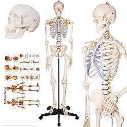 TakeTex 70.8'' Life-Size Human Skeleton Model, Including Anatomical Skeleton Model + Colorful Chart + Cover