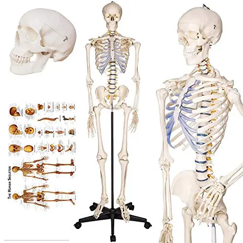 TakeTex 70.8'' Life-Size Human Skeleton Model, Including Anatomical Skeleton Model + Colorful Chart + Cover