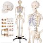 TakeTex 70.8'' Life-Size Human Skeleton Model, Including Anatomical Skeleton Model + Colorful Chart + Cover