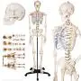 TakeTex 70.8'' Life-Size Human Skeleton Model, Including Anatomical Skeleton Model + Colorful Chart + Cover
