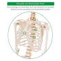Giantex 70.8'' Life Size Skeleton Model, with Roller Stand, 2 Casters with Brake, Removable Parts, Anatomical Poster and Dust Cover, Human Skeleton Model for Anatomy