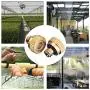20 Pack Brass Misting Nozzles Tees, Brass Spray Nozzles for Greenhouse Landscaping, Dust Control Mist Nozzle Sprinkler for Outdoor Cooling System 0.012 Orifice (0.3 mm) 10/24 UNC Garden 20 Pack Brass Misting Nozzles Tees, Brass Spray Nozzles for Greenhouse Landscaping, Dust Control Mist Nozzle Sprinkler for Outdoor Cooling System 0.012 Orifice (0.3 mm) 10/24 UNC Garden