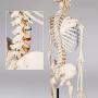 TakeTex 70.8'' Life-Size Human Skeleton Model, Including Anatomical Skeleton Model + Colorful Chart + Cover