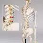 TakeTex 70.8'' Life-Size Human Skeleton Model, Including Anatomical Skeleton Model + Colorful Chart + Cover