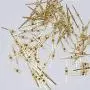 Waltz&F 33mm 300pcs Chandelier Connectors Clips Pins for Fastening Crystals Parts, Chandelier Replacements (Gold, 33mm) Waltz&F 33mm 300pcs Chandelier Connectors Clips Pins for Fastening Crystals Parts, Chandelier Replacements (Gold, 33mm)