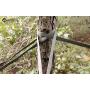DC Cargo Mall 3/4'' x 40 SmartStake Tree Tie-Down Staking Strap Material | Loose Polyester Webbing to Guy and Stake Trees | DIY Landscaping - Custom Length TieDown Ribbon Straps DC Cargo Mall 3/4'' x 40 SmartStake Tree Tie-Down Staking Strap Material | Loose Polyester Webbing to Guy and Stake Trees | DIY Landscaping - Custom Length TieDown Ribbon Straps