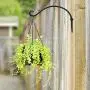 AJART Hanging Plant Bracket for Plant Hangers Outdoor (2 PCs - 12 inches) More Stable and Sturdy Black Plant Hooks AJART Hanging Plant Bracket for Plant Hangers Outdoor (2 PCs - 12 inches) More Stable and Sturdy Black Plant Hooks