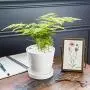 BUYMAX Plant Pots Indoor –5 inch Ceramic Flower Pot with Drainage Hole and Ceramic Tray - Gardening Home Desktop Office Windowsill Decoration Gift, Set of 4 - Plants NOT Included (White) BUYMAX Plant Pots Indoor –5 inch Ceramic Flower Pot with Drainage Hole and Ceramic Tray - Gardening Home Desktop Office Windowsill Decoration Gift, Set of 4 - Plants NOT Included (White)