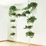 Indoor Plant Storage, FOME Metal Spring Double Pole Stand Corner Flower Display Rack Plant Storage Shelf Hanging Plant Stand Planter Rack Indoor with 12 Trays 2 Hooks 1 Telescopic Rod Indoor Plant Storage, FOME Metal Spring Double Pole Stand Corner Flower Display Rack Plant Storage Shelf Hanging Plant Stand Planter Rack Indoor with 12 Trays 2 Hooks 1 Telescopic Rod