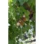 Sunset Vista Designs 91773 Metal and Glass Decorative Plant Hook