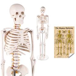 LYOU Mini Human Skeleton Model, Half Life Size Skeleton Replica with Removable Arms and Legs, Includes Detailed Poster for Study and Reference