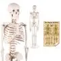LYOU Mini Human Skeleton Model, Half Life Size Skeleton Replica with Removable Arms and Legs, Includes Detailed Poster for Study and Reference LYOU Mini Human Skeleton Model, Half Life Size Skeleton Replica with Removable Arms and Legs, Includes Detailed Poster for Study and Reference