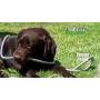 Armor Metal Hose 54370 Stainless Steel Harvest Trading Group Metal Garden Hose (25), The Original 304 Stainl