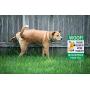 WaaHome Pack of 2 Double Sided Woof Please Clean Up After Your Pet Yard Signs with Metal Wire H-Stakes, 8''X12'' Funny No Poop Pee Dog Yard Sign Lawn Sign