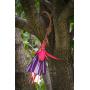 Desert Steel Hummingbird Feeder - (Fuchsia - 12”W x 18”H) - All-Weather Outdoor Metal Garden Art Flower Bird Feeder