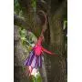Desert Steel Hummingbird Feeder - (Fuchsia - 12”W x 18”H) - All-Weather Outdoor Metal Garden Art Flower Bird Feeder Desert Steel Hummingbird Feeder - (Fuchsia - 12”W x 18”H) - All-Weather Outdoor Metal Garden Art Flower Bird Feeder