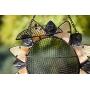 Evergreen Garden Sunflower Metal and Glass Hanging Mesh Bird Feeder - 12.5”W x 3'' D x 17'' H