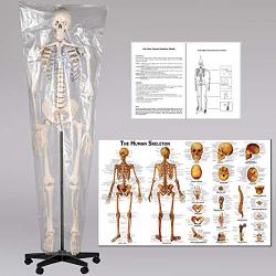 TakeTex 70.8'' Life-Size Human Skeleton Model, Including Anatomical Skeleton Model + Colorful Chart + Cover