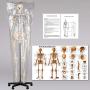TakeTex 70.8'' Life-Size Human Skeleton Model, Including Anatomical Skeleton Model + Colorful Chart + Cover