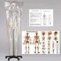 TakeTex 70.8'' Life-Size Human Skeleton Model, Including Anatomical Skeleton Model + Colorful Chart + Cover