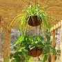 Hanging Planter Flower Basket Metal with Coco Coir Liner 2 Pack 8 Inch Round Wire Plant Growers Holder Flower Hanging Baskets, Indoor Outdoor Décor for Home Garden Patio