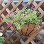 Metal Hanging Planter Basket with Coco Coir Liner Wall Mount Wire Plant Holder for Indoor Outdoor Garden Porch and Balcony (2 Pack) (10 inch)