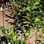 MTB Green Square Folding Tomato Cage Plant Support Stake Tower 12 inch by 46 inch, Pack of 10 Sets(Also Sold as Pack of 2 & 5,Galvanized is Available)