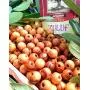 Jerusalem Olive Wood Making a Rosary Beads Supplies 10mm (500 Beads) with Zuluf Certificate