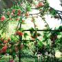 OUTOUR French Style Birdcage Shape Heavy Duty Gazebo,9Highx 6‘6''Wide,Pergola Pavilion Arch Arbor Arbour Plants Stand Rack for Wedding Outdoor Garden Lawn Backyard Patio,Climbing Vines,Roses,Dark Rust