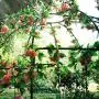 OUTOUR French Style Birdcage Shape Heavy Duty Gazebo,9Highx 6‘6''Wide,Pergola Pavilion Arch Arbor Arbour Plants Stand Rack for Wedding Outdoor Garden Lawn Backyard Patio,Climbing Vines,Roses,Dark Rust