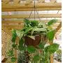Hanging Planter Flower Basket Metal with Coco Coir Liner 2 Pack 8 Inch Round Wire Plant Growers Holder Flower Hanging Baskets, Indoor Outdoor Décor for Home Garden Patio
