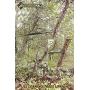 DC Cargo Mall 3/4'' x 40 SmartStake Tree Tie-Down Staking Strap Material | Loose Polyester Webbing to Guy and Stake Trees | DIY Landscaping - Custom Length TieDown Ribbon Straps DC Cargo Mall 3/4'' x 40 SmartStake Tree Tie-Down Staking Strap Material | Loose Polyester Webbing to Guy and Stake Trees | DIY Landscaping - Custom Length TieDown Ribbon Straps