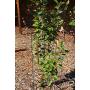 MTB Green Square Folding Tomato Cage Plant Support Stake Tower 12 inch by 46 inch, Pack of 10 Sets(Also Sold as Pack of 2 & 5,Galvanized is Available)
