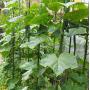 F.O.T Sturdy Metal Garden Stakes 25Pcs Gardening Support 2 Ft Plastic Coated Plant Sticks,Plant Cage Supports Climbing for Tomatoes,Trees,Cucumber,Fences,Beans,Vegetable Trellis(Climbing Frame)