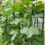 F.O.T Sturdy Metal Garden Stakes 25Pcs Gardening Support 2 Ft Plastic Coated Plant Sticks,Plant Cage Supports Climbing for Tomatoes,Trees,Cucumber,Fences,Beans,Vegetable Trellis(Climbing Frame)
