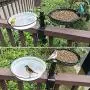 HLTOP Deck Bird Feeders Deck Mount Bird Bath with Metal Mesh Tray and Water Bowl - Detachable and Adjustable Heavy Duty Sturdy Clamp Stand - Balcony Bird Feeder Perfect for Attracting Birds HLTOP Deck Bird Feeders Deck Mount Bird Bath with Metal Mesh Tray and Water Bowl - Detachable and Adjustable Heavy Duty Sturdy Clamp Stand - Balcony Bird Feeder Perfect for Attracting Birds